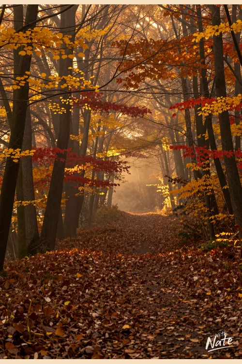 Autumn Forest Path art print